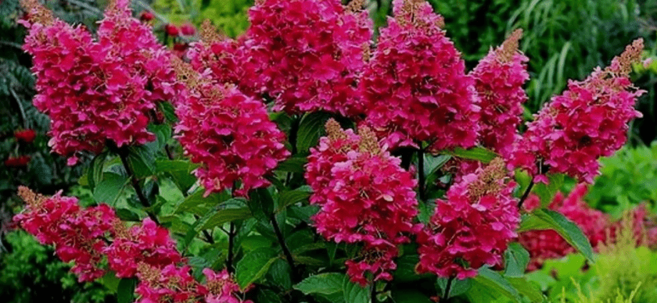 Top 10 most beautiful hydrangeas