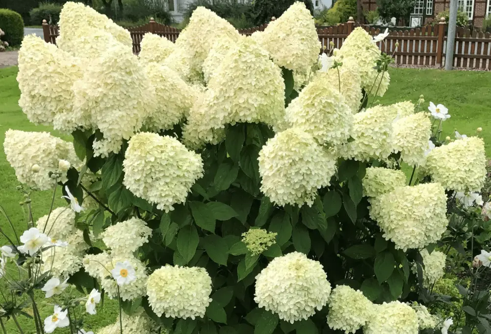 Top 10 most beautiful hydrangeas