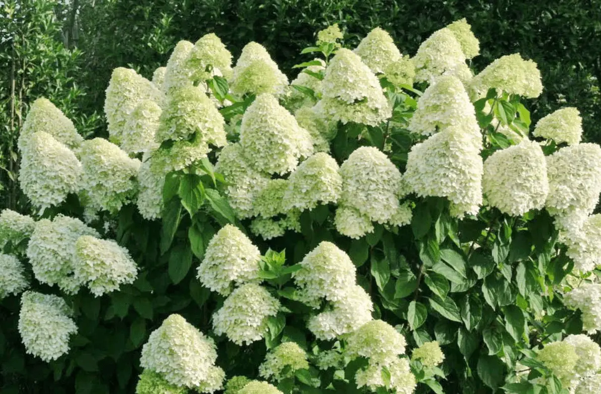 Top 10 most beautiful hydrangeas