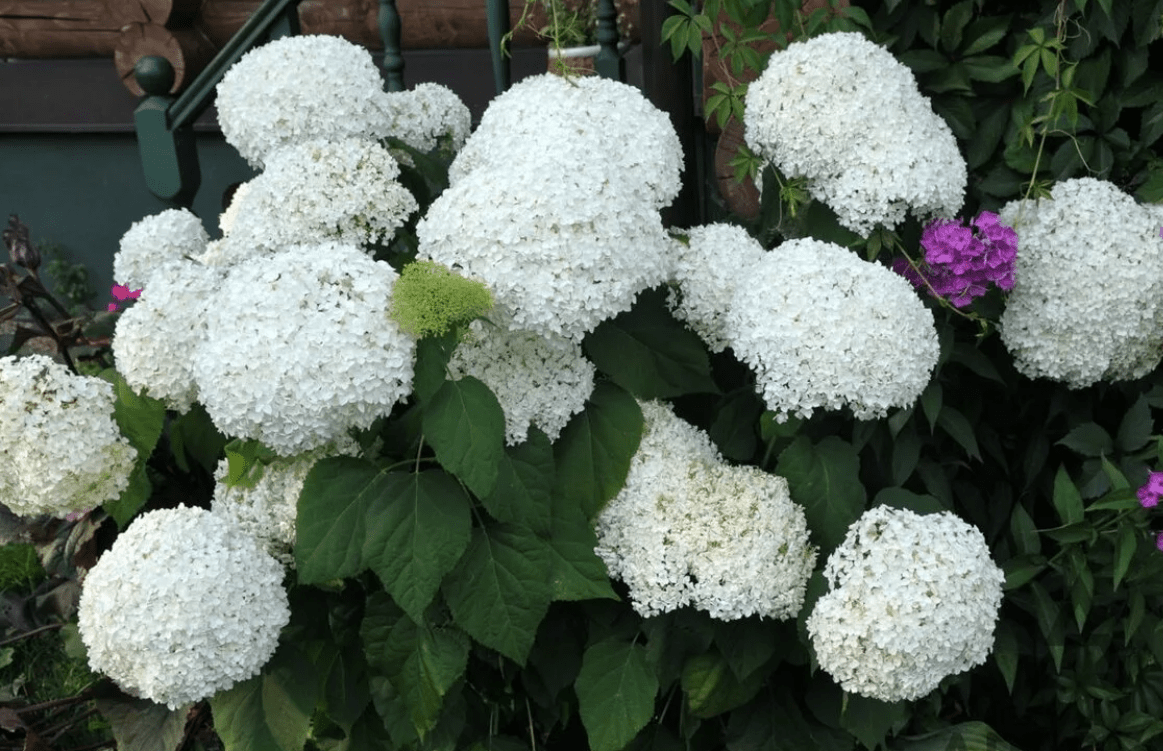 Top 10 most beautiful hydrangeas