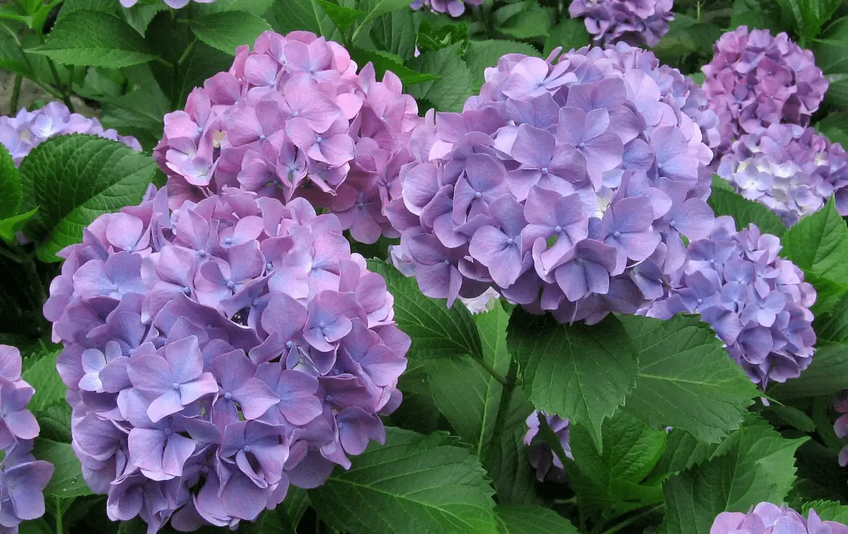 Top 10 most beautiful hydrangeas