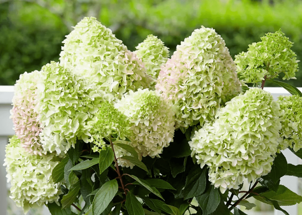 Top 10 most beautiful hydrangeas