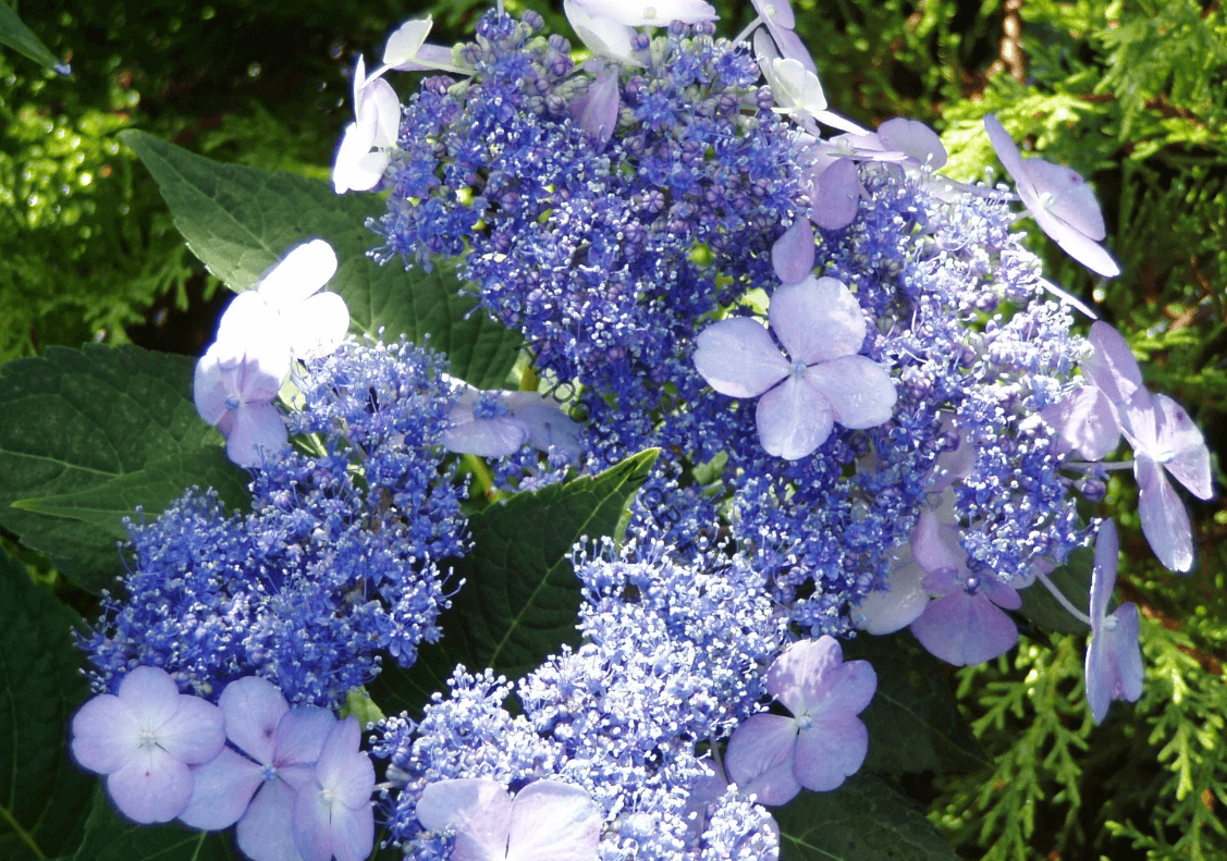 Top 10 most beautiful hydrangeas