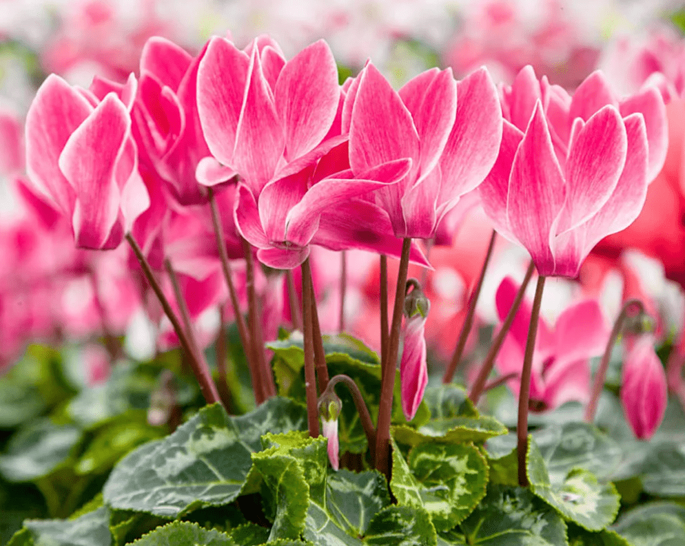 Top 10 most beautiful indoor flowers