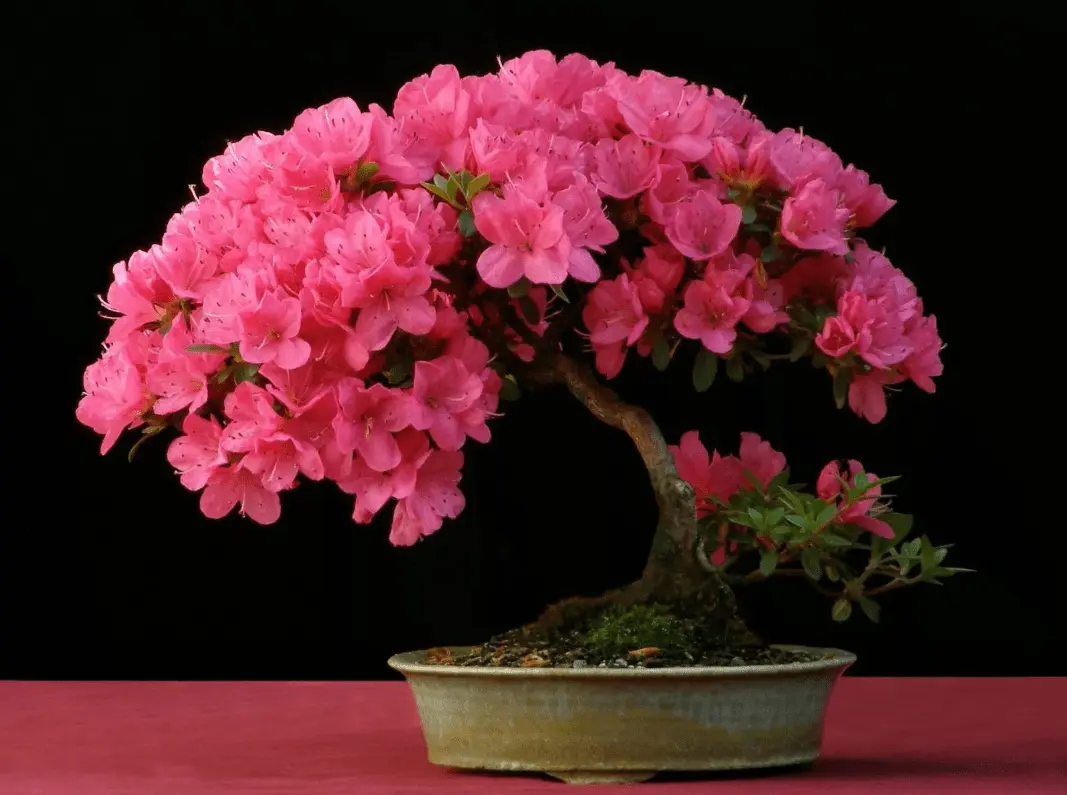 Top 10 most beautiful indoor flowers