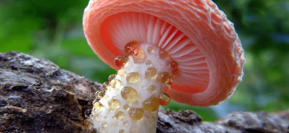 世界上最美丽的 10 种蘑菇