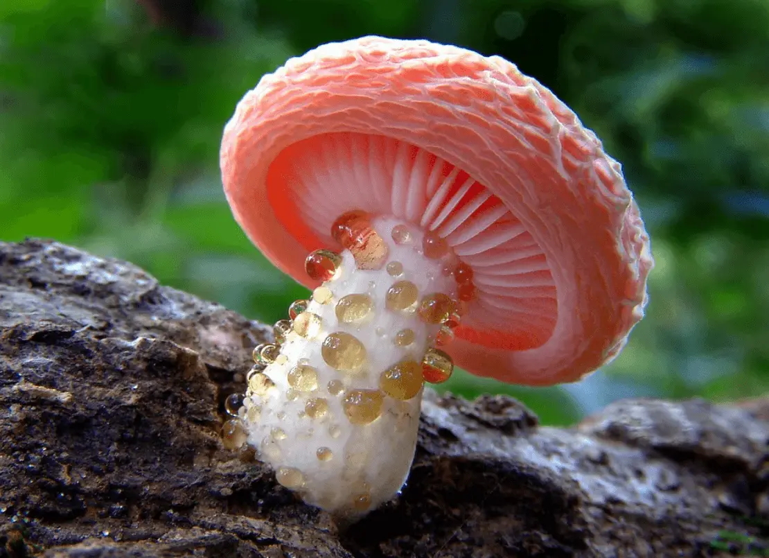 Top 10 Most Beautiful Mushroom Species in the World