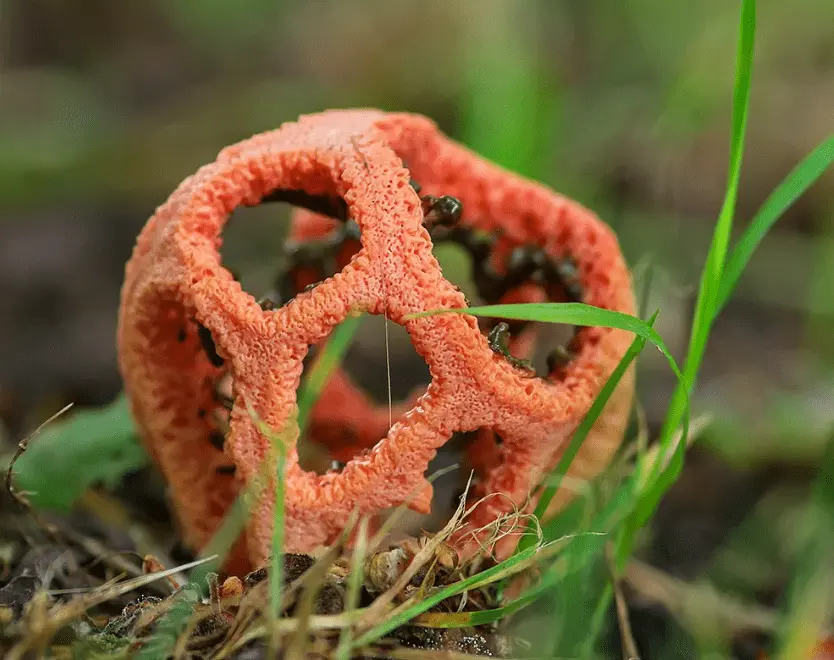 Top 10 Most Beautiful Mushroom Species in the World