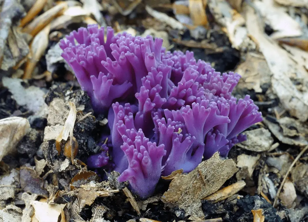 Top 10 Most Beautiful Mushroom Species in the World