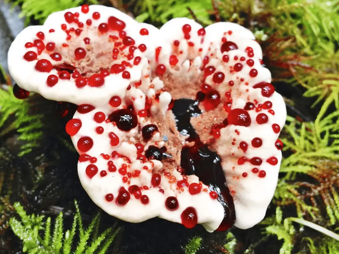 Top 10 Most Beautiful Mushroom Species in the World