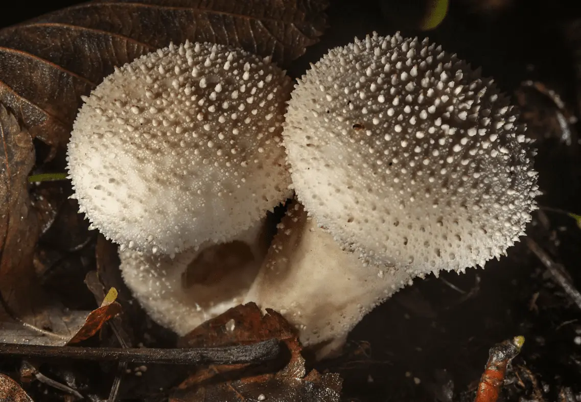 Top 10 Most Beautiful Mushroom Species in the World