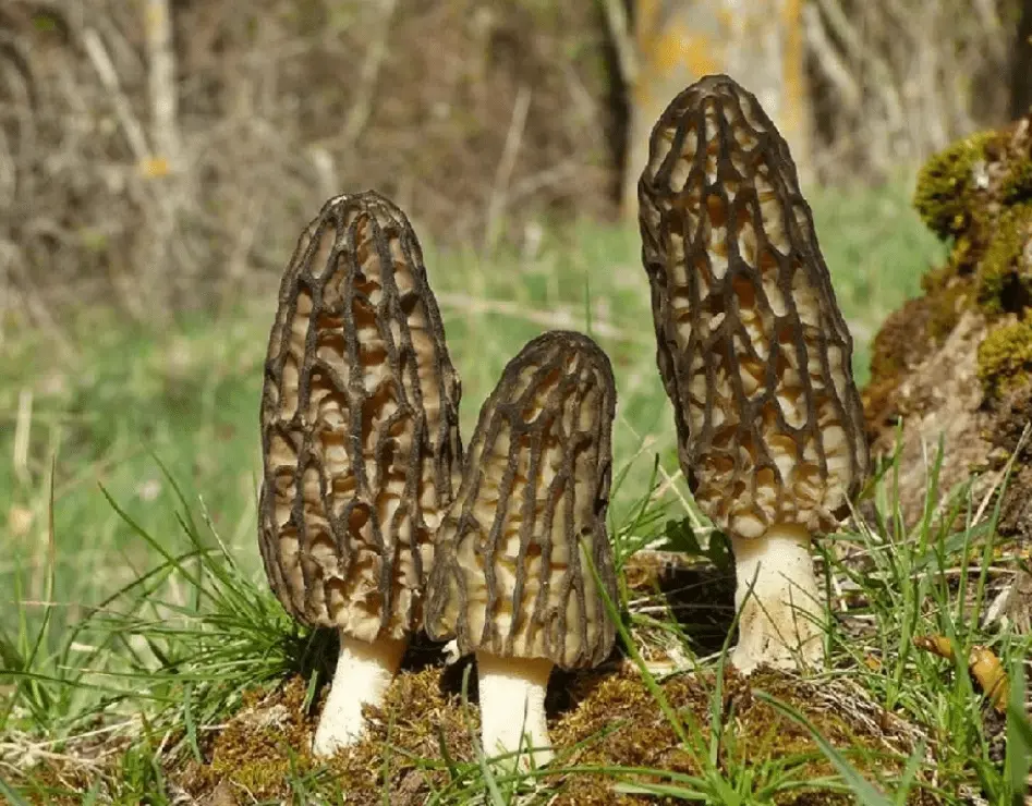 Top 10 Most Beautiful Mushroom Species in the World