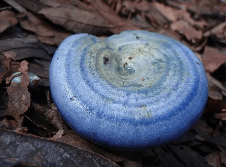 Top 10 Most Beautiful Mushroom Species in the World