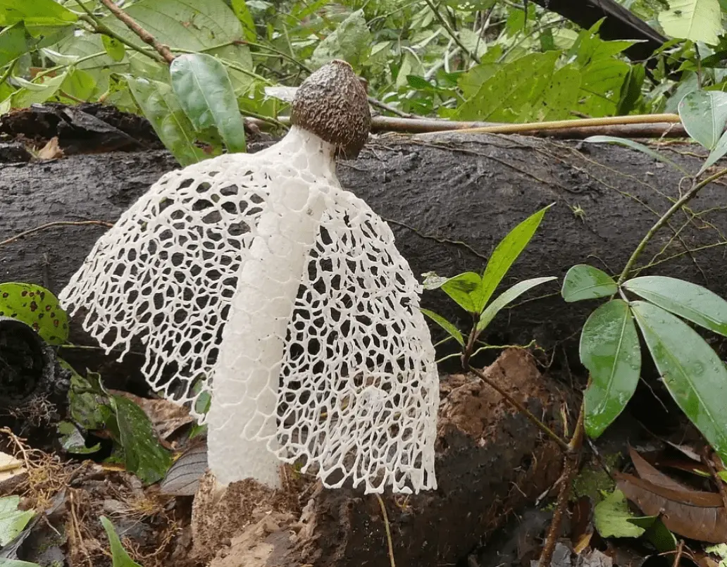 Top 10 Most Beautiful Mushroom Species in the World