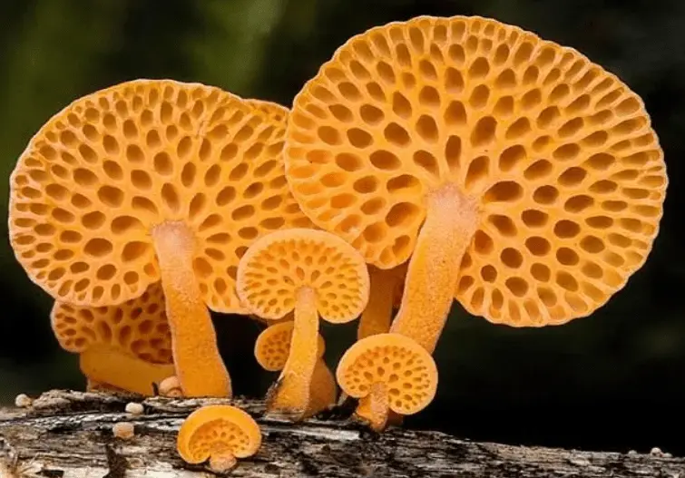 Top 10 Most Beautiful Mushroom Species in the World