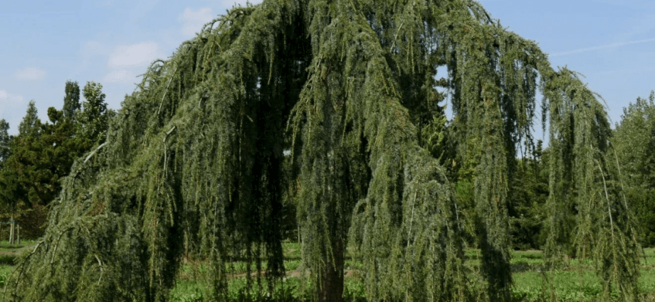 Top 10 most beautiful trees in Russia for a garden and a summer residence