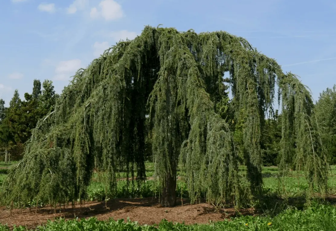 Top 10 most beautiful trees in Russia for a garden and a summer residence