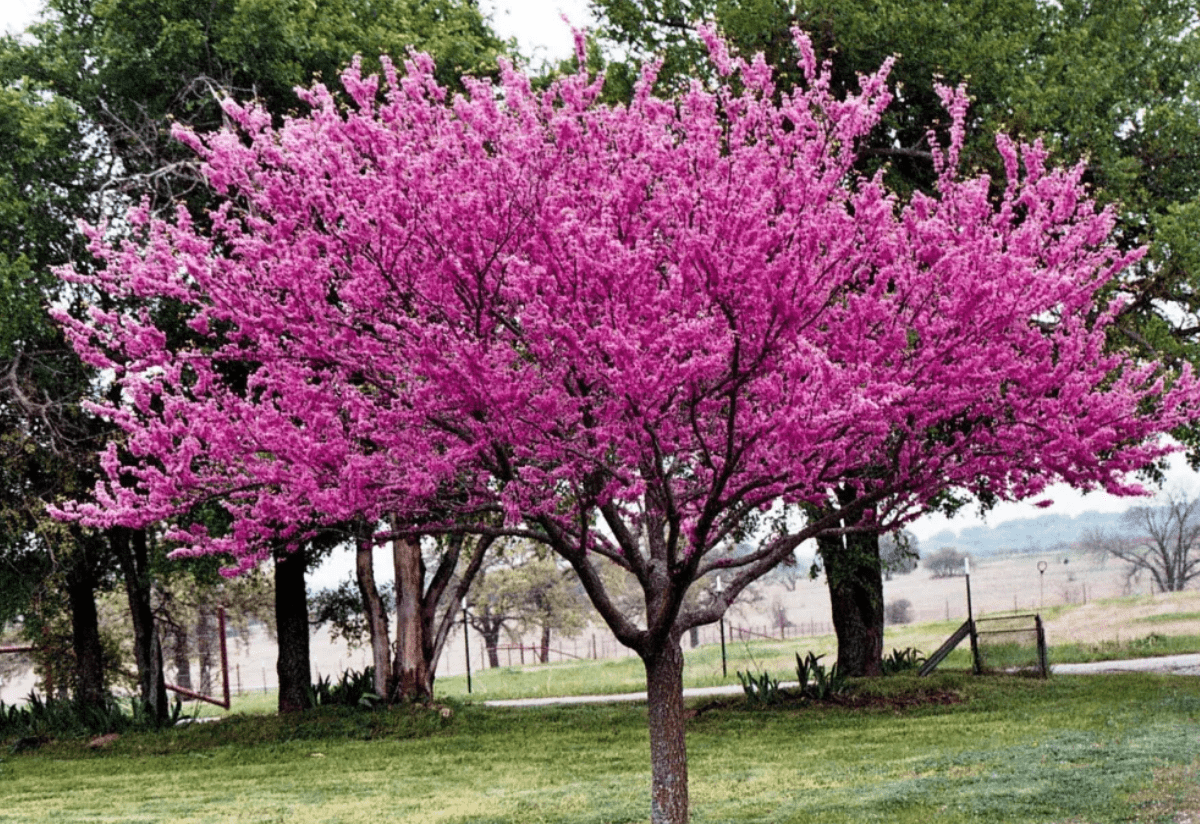 Top 10 most beautiful trees in Russia for a garden and a summer residence