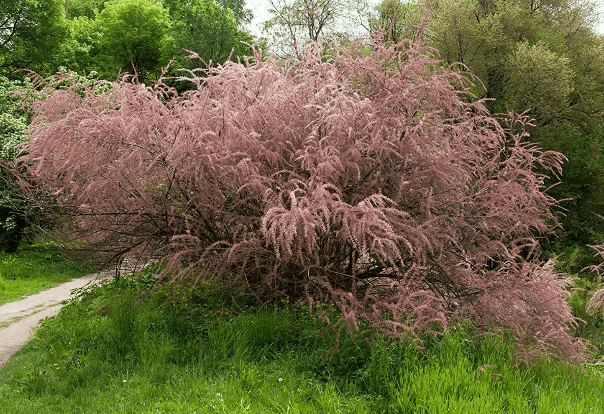 Top 10 most beautiful trees in Russia for a garden and a summer residence