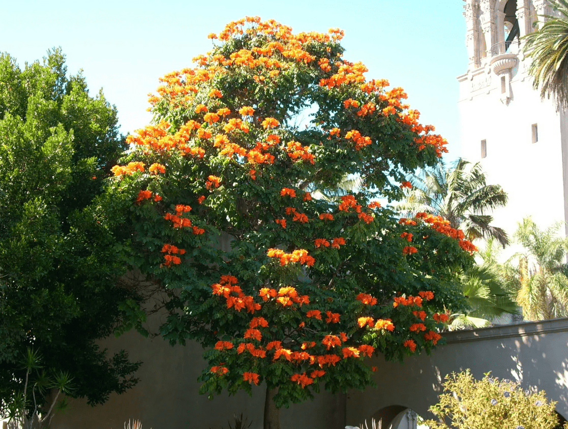 Top 10 most beautiful trees in Russia for a garden and a summer residence