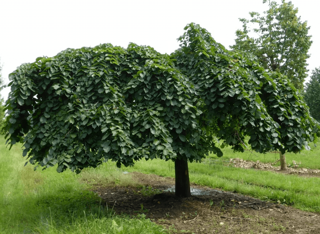 Top 10 most beautiful trees in Russia for a garden and a summer residence