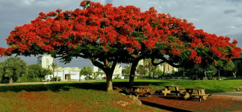 Top 10 most beautiful trees in the world with names and photos