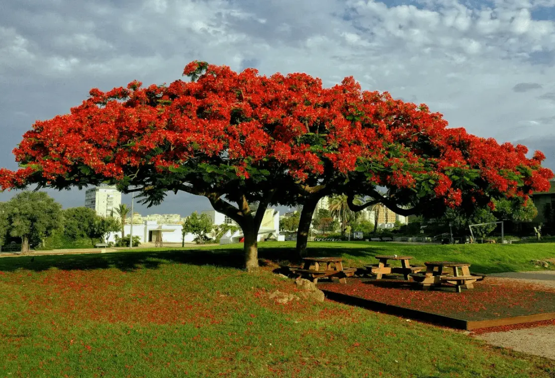 Top 10 most beautiful trees in the world with names and photos