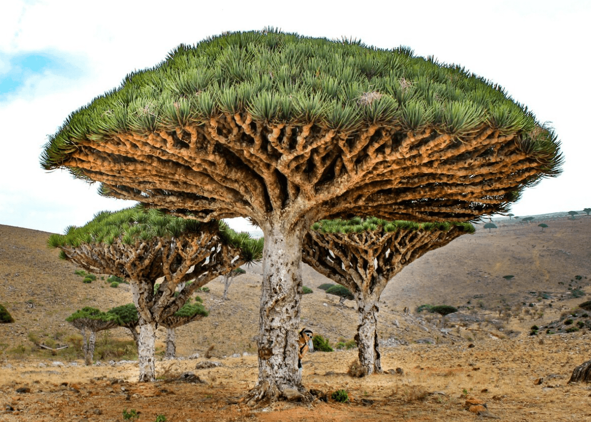 Top 10 most beautiful trees in the world with names and photos