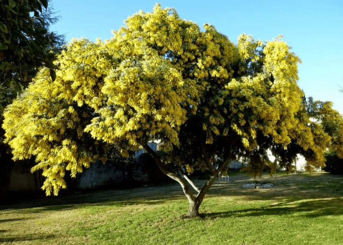 Top 10 most beautiful trees in the world with names and photos