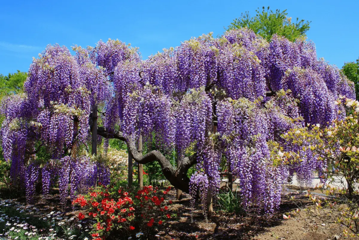 Top 10 most beautiful trees in the world with names and photos