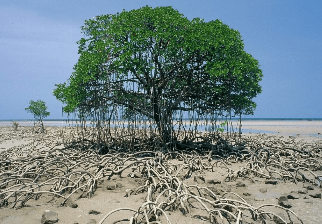 Top 10 most beautiful trees in the world with names and photos