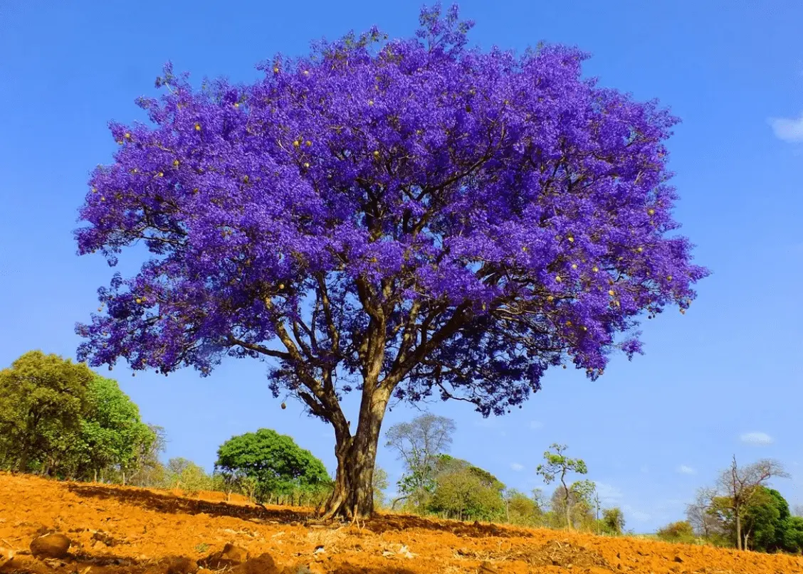 Top 10 most beautiful trees in the world with names and photos