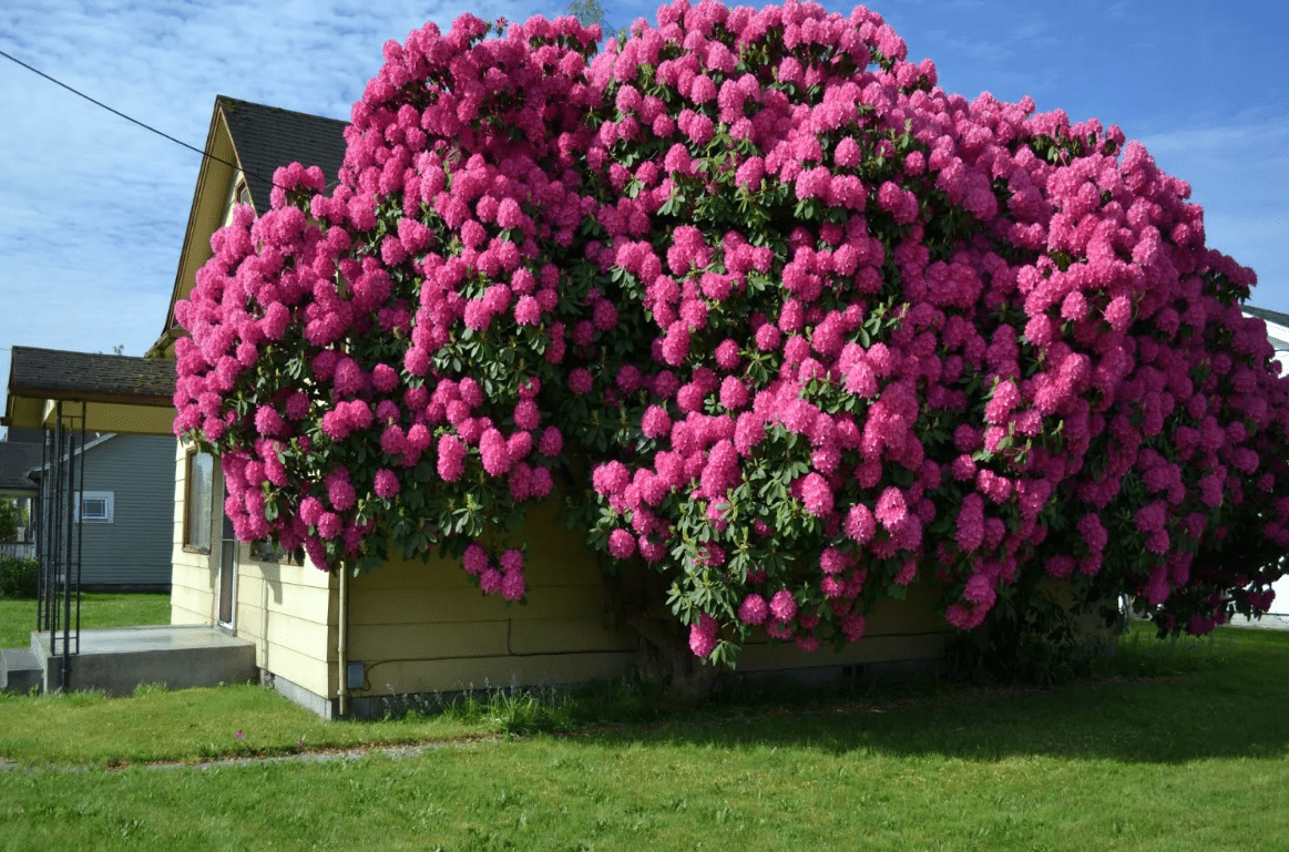 Top 10 most beautiful trees in the world with names and photos