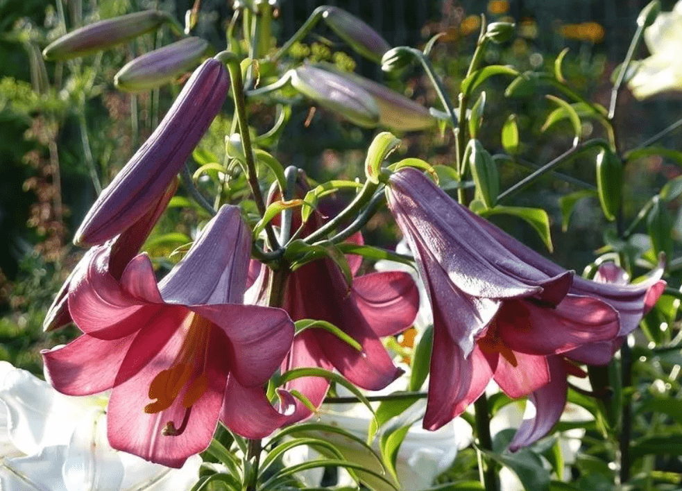 Top 10 most beautiful varieties of lilies to give