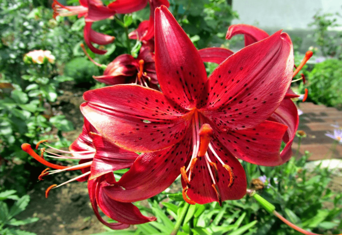 Top 10 most beautiful varieties of lilies to give