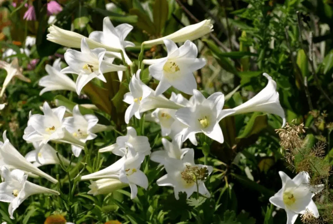 Top 10 most beautiful varieties of lilies to give