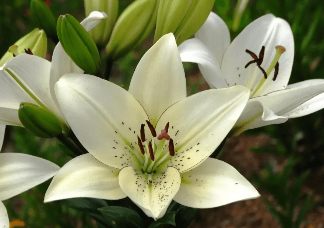 Top 10 most beautiful varieties of lilies to give