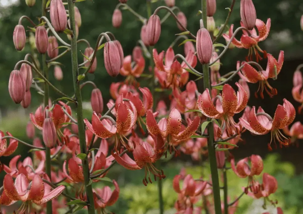 Top 10 most beautiful varieties of lilies to give