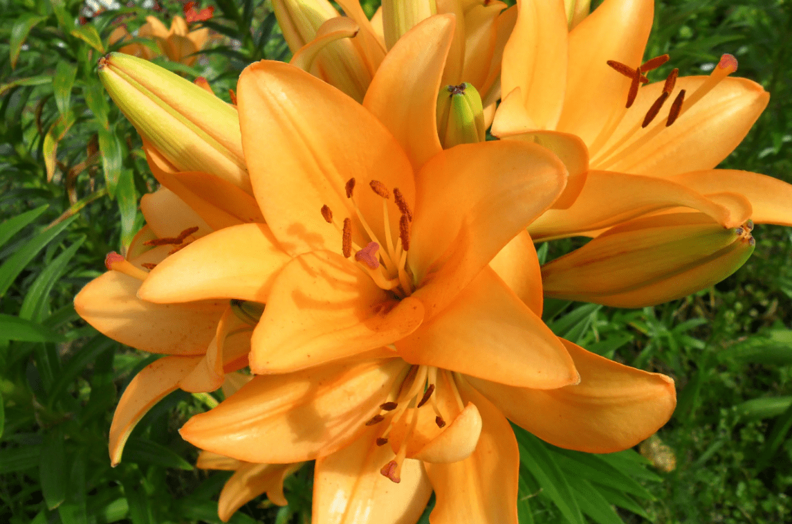 Top 10 most beautiful varieties of lilies to give