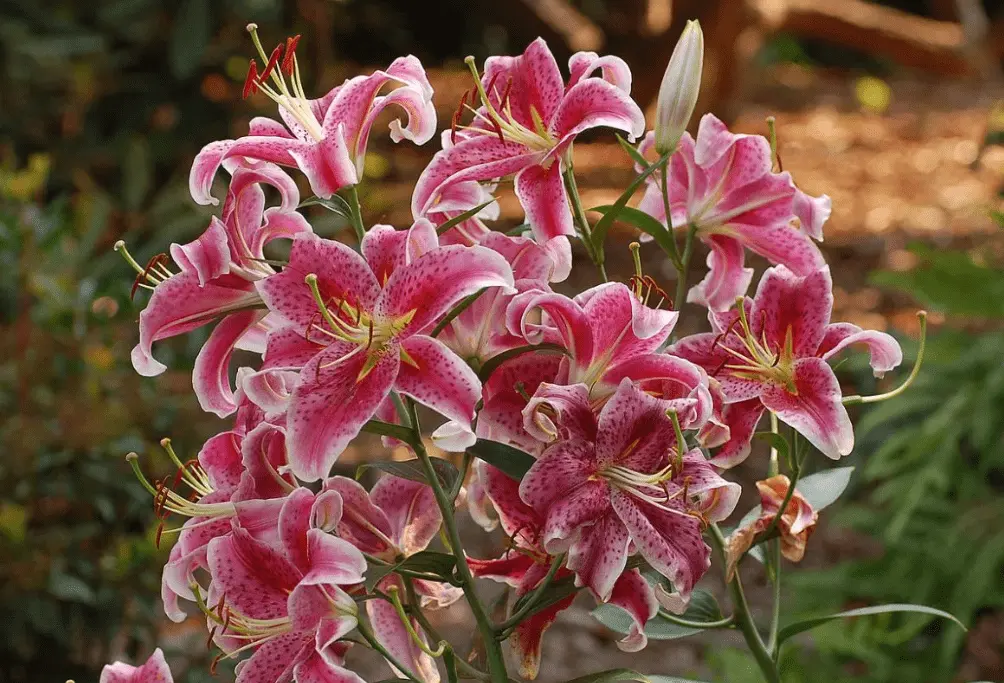 Top 10 most beautiful varieties of lilies to give