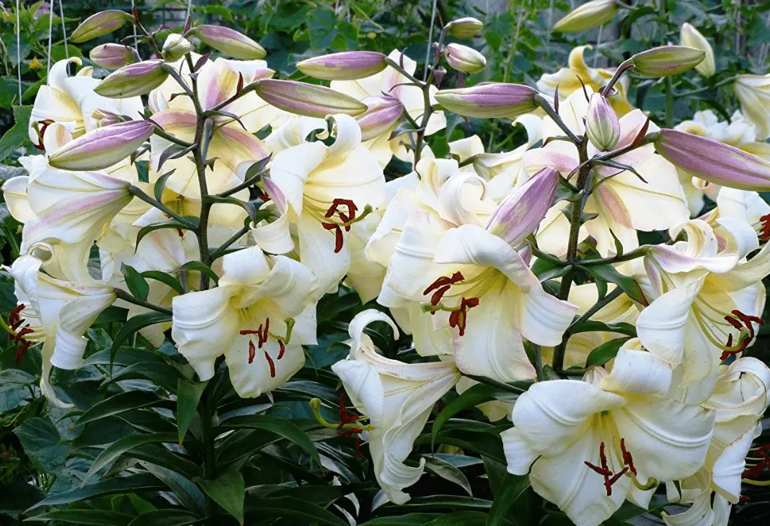 Top 10 most beautiful varieties of lilies to give