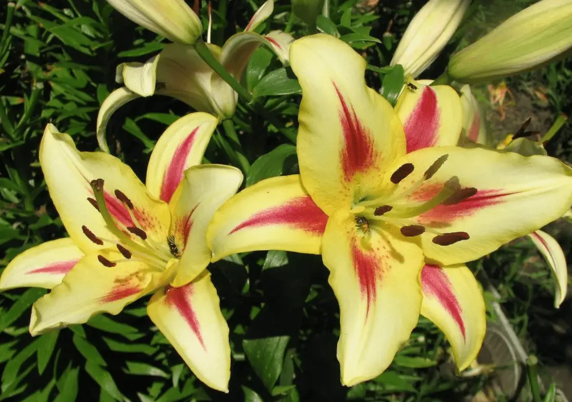 Top 10 most beautiful varieties of lilies to give