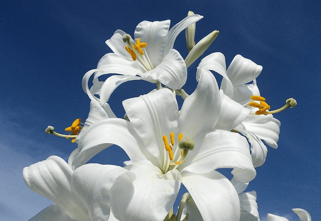 Top 10 most beautiful varieties of lilies to give