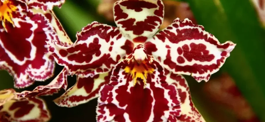 Top 10 most beautiful varieties of orchids in the world