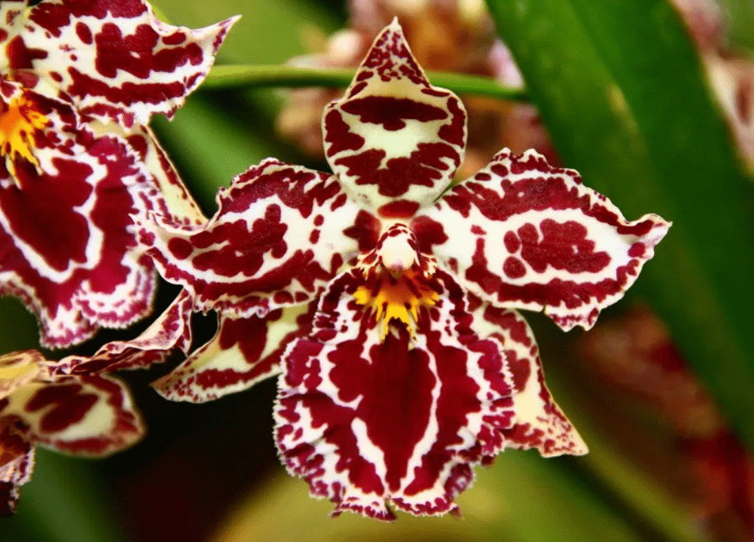 Top 10 most beautiful varieties of orchids in the world