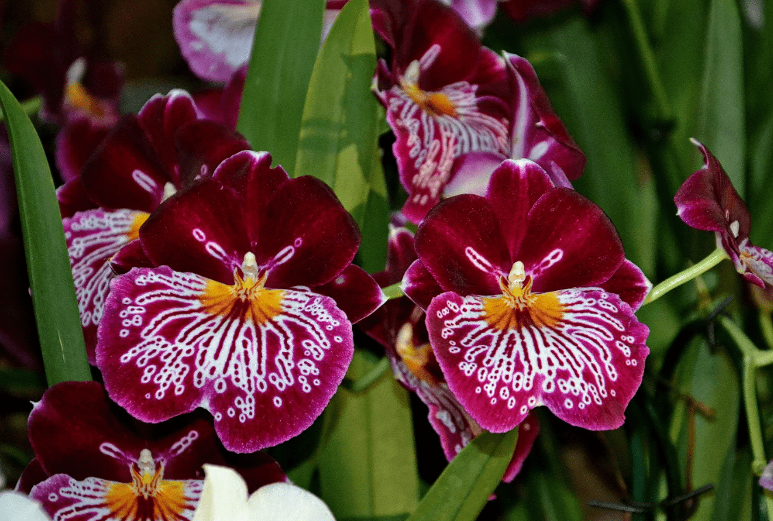 Top 10 most beautiful varieties of orchids in the world