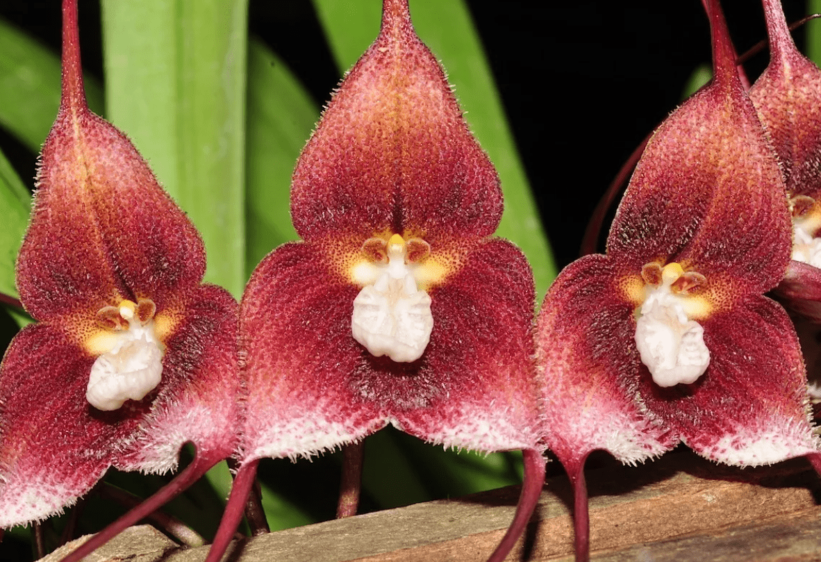 Top 10 most beautiful varieties of orchids in the world