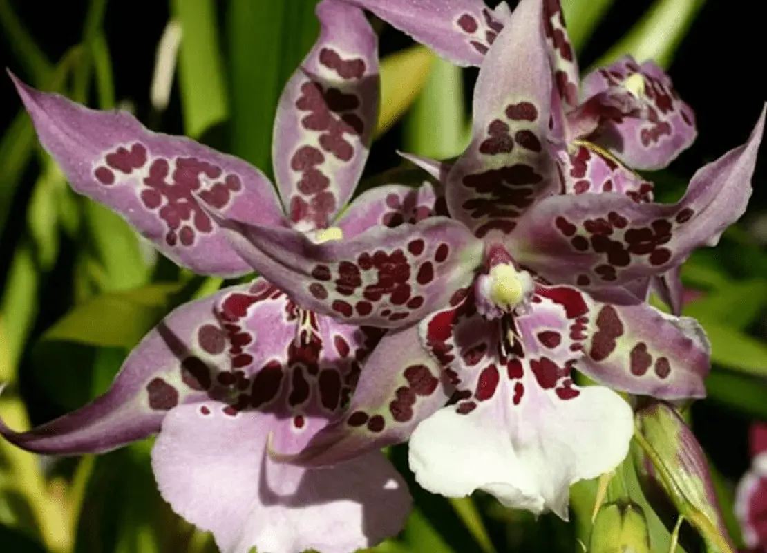 Top 10 most beautiful varieties of orchids in the world