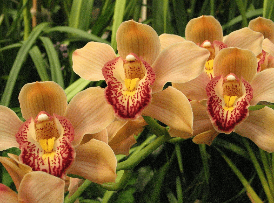 Top 10 most beautiful varieties of orchids in the world