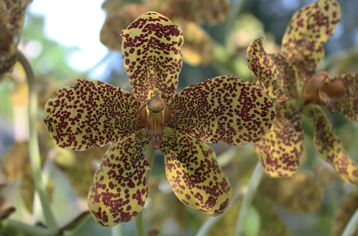 Top 10 most beautiful varieties of orchids in the world